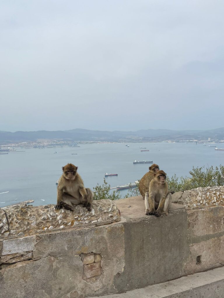 Małpy Gibraltar